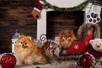 Pomeranians