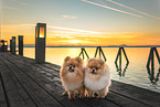 Pomeranians