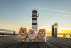 Pomeranians