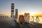 Pomeranians