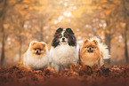 dogs