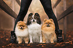 dogs