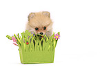 Pomeranian Puppy