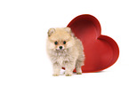 Pomeranian Puppy
