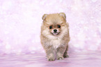 Pomeranian Puppy