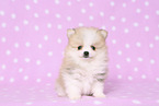 Pomeranian Puppy