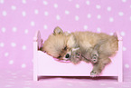 Pomeranian Puppy