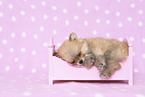 Pomeranian Puppy