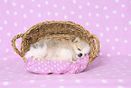 Pomeranian Puppy