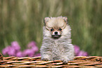 Pomeranian Puppy