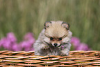 Pomeranian Puppy
