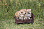 Pomeranian Puppies