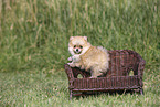 Pomeranian Puppy