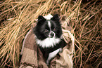 black-and-white Dwarf Spitz