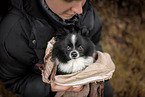 black-and-white Dwarf Spitz