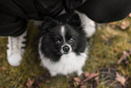 black-and-white Dwarf Spitz
