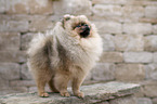 Pomeranian