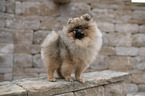 Pomeranian