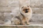 Pomeranian