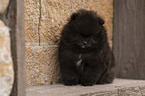 Pomeranian
