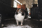 Pomeranian