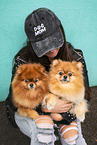 Pomeranian