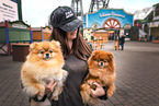 Pomeranian