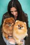 Pomeranian