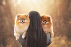 Pomeranian