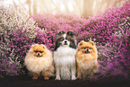 Pomeranian