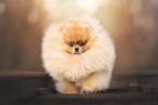 Pomeranian
