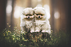 Pomeranians