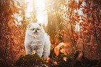 male Pomeranian