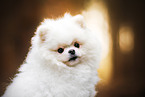 male Pomeranian