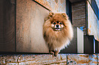 Pomeranian