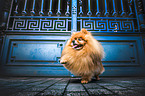 Pomeranian