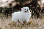 Pomeranian