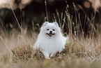 Pomeranian