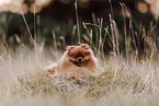 Pomeranian