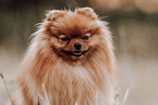 Pomeranian
