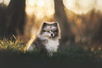 Pomeranian