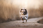 Pomeranian