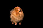 Pomeranian