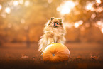Pomeranian