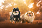 Pomeranians
