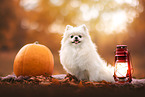 Pomeranian
