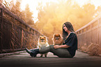 Pomeranians