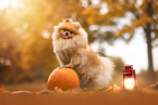 Pomeranian
