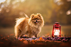 Pomeranian
