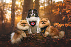 Pomeranians
